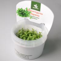Стаурогине ползучая меристемная (Staurogyne repens)