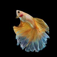 Петушок Халф Мун желтый бабочка самец (Betta splendens Halfmoon Yellow Butterfly)