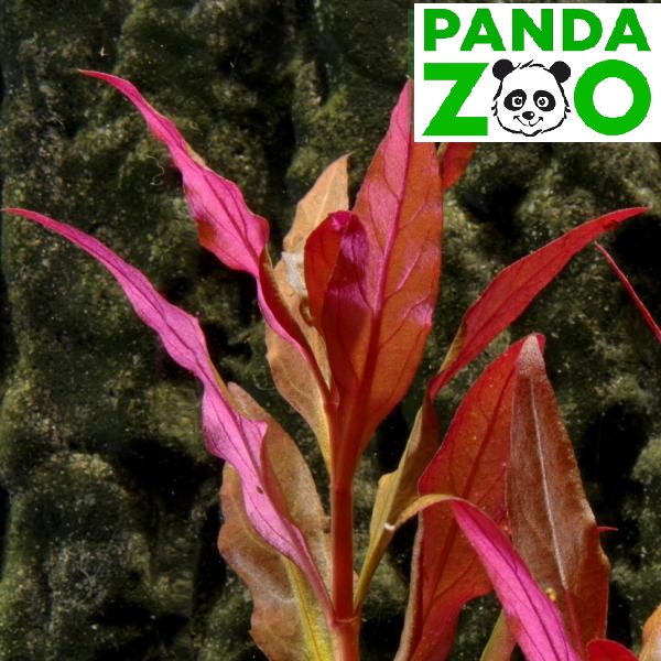 Alternanthera reineckii cardinalis- Альтернантера кардиналис L016