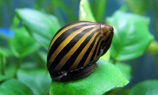 Улитка Неретина Зебра (Neritina natalensis)