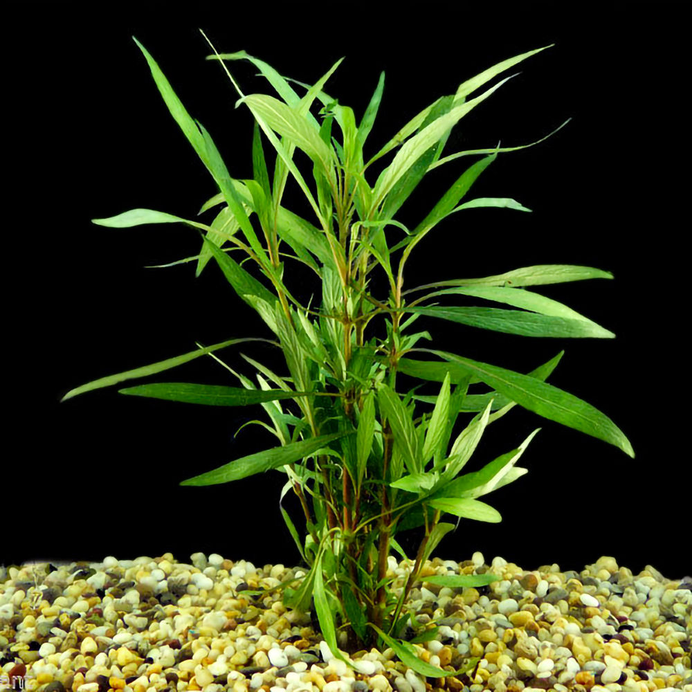 Гигрофила Ивалистная (hygrophila-salicifolia)