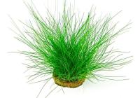 Элеохарис парвула (Eleocharis parvula)