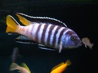 Цихлида Элонгатус псевдотрофеус Мпанга (pseudotropheus elongatus mpanga)