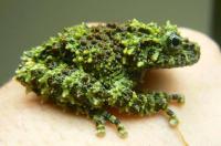 Телодерма лишаистая (Theloderma corticale) лягушка 