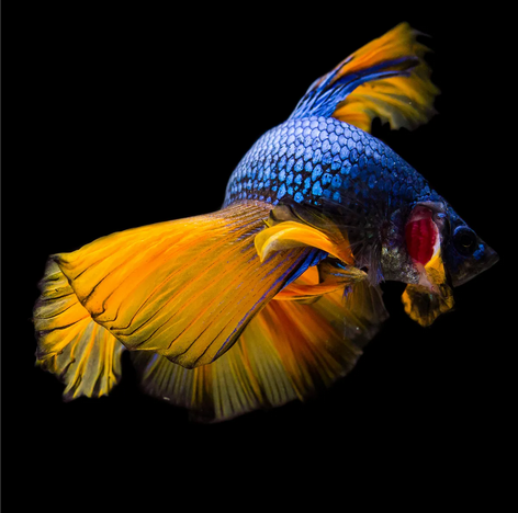 Петушок Халф Мун горчичный газ самец (Betta splendens Halfmoon Mustard Gas)