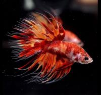 Петушок Коронохвостый КОИ (Betta-splendens-crown-tail-calico)