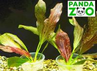 Echinodorus Red Flame- Эхинодорус Красное пламя Е030