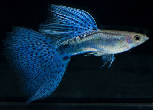 Гуппи голубая трава (Guppy Blue grass)