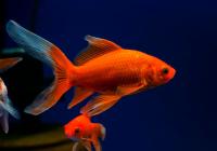 Золотая рыбка Комета красная (Goldfish Comet red)