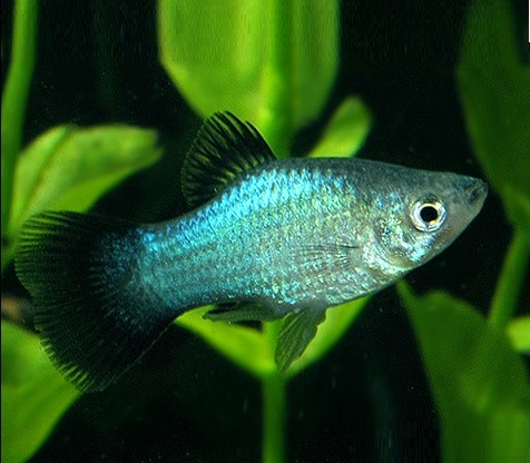 Пецилия голубая чернохвостая (Xiphophorus maculatus blue blacktail)