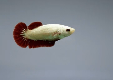Петушок самка (курочка) Супер Дельта Красный Дракон (Betta fish female ) 3-3,5 см