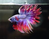 Петушок Коронохвостый мультиколор самец (Betta Fish Male Purple Marble)