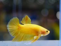Петушок самка (курочка) Супер Дельта желтая (Betta fish female ) 3-3,5 см