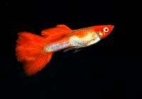 Гуппи кои альбинос самец (Guppy koi albino)