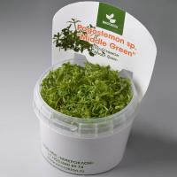 Погостемон "Мидл Грин" меристемный Pogostemon sp. "Middle Green"