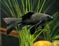 Золотая рыбка Комета черная (Goldfish comet black)