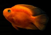 Цихлида  Попугай Красный (Red Parrot Cichlid)