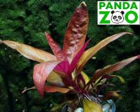 Alternanthera lilacina- Альтернантера лилацина L018