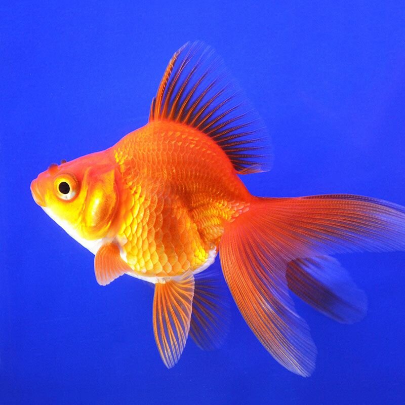 Риукин красный с широким хвостом (Goldfish Ry1ail)
