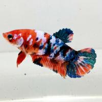 Петушок плакат самка "галактика" Betta fish female