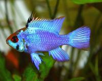 Цихлида Апистограмма Рамирези электрик блю (apistogramma ramirezi var blue neon)