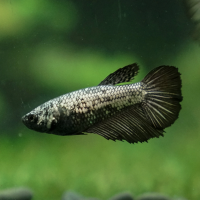 Петушок самка (курочка) Супер Дельта Черный дракон (Betta fish female ) 3-3,5 см