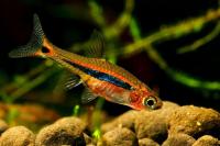 Микрорасбора светлячок (Boraras urophtalmodies)