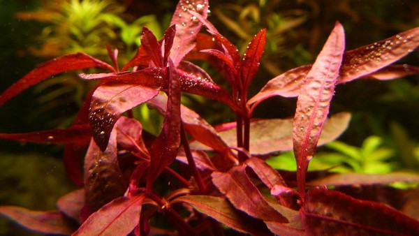 Альтернантера розоволистная меристемная (Alternanthera reineckii rosaefolia)
