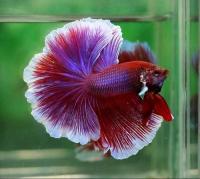 Петушок Халф Мун орхидея пурпурная самец (Betta male Halfmoon purple orchid)