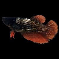 Петушок самка (курочка) Супер Дельта Дракон (Betta fish female ) 3-3,5 см