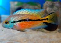 Цихлида Никарагуанская цихлазома ( Hypsophrys nicaraguense) 3,5-4 см