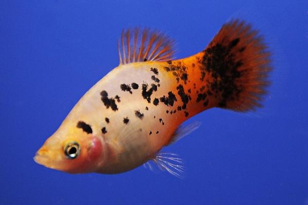 Пецилия красно белая ситцевая (Xiphophorus maculatus white & red calico Platy)