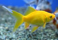 Золотая рыбка Комета лимонно-желтая (Goldfish Comet yellow)