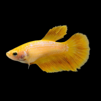 Петушок Халф Мун Самка (курочка) Золотая(Betta splendens halfmoon (FEMALE)
