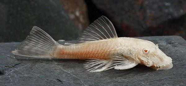 Анциструс белый (Ancistrus dolichopterus albino) сом - присоска. 3-3,5 см