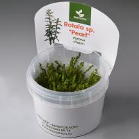 Ротала "Жемчужная" меристемная Rotala sp. "Pearl"