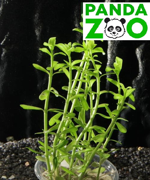 Bacopa monnieri 'Compact’ - Бакопа компакт  L306