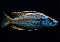 Цихлида  Димидиохромис длиннорылый  (лат. Dimidiochromis compressiceps)