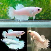 Петушок самка (курочка) Коронохвостая Белая   (Betta fish female ) 3-3,5 см