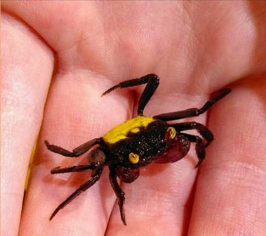 Краб Вампир Желтая спина САМЕЦ  (Geosesarma bicolor sp. Yellow male)