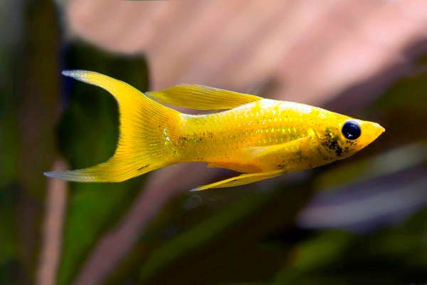 Моллинезия желтая лирохвостая (Poecilia sphenops Gold Molly)