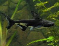 Пангасиус высокоплавниковый  (Pangasianodon hypophthalmus) Акулий сом