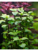 Акмелла ползучая  (Acmella repens ) L189