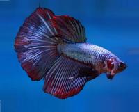 Петушок Супер Дельта неоновый дракон самец (Betta male Super Delta neon)