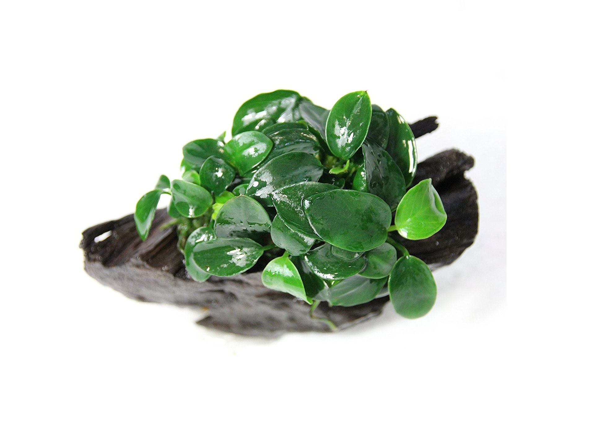 Анубиас Нана Петит на коряге 5-7 см  (Anubias nana)