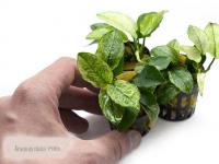 Анубиас Нана Пинто (Anubias nana Pinto)