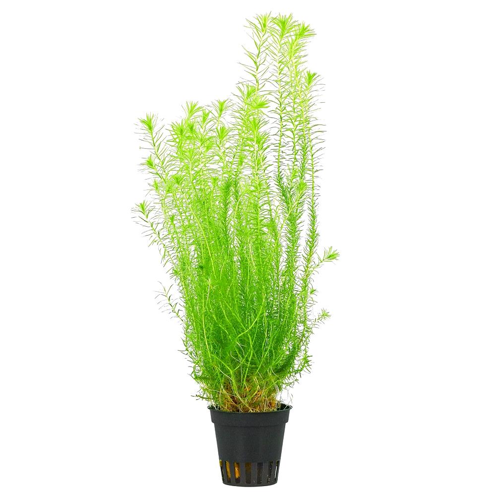 Маяка речная (mayaca fluviatilis)