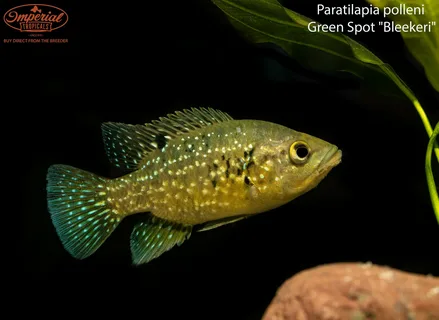  Паратиляпия Полени Звездчатая  (Paratilapia polleni) 3.5 - 3,8 см окрас мальковый 