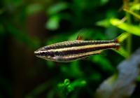 Нанностомус Маргинатус карликовый (Nannostomus marginatus)