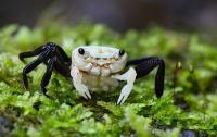 Краб Панда Борнео Krab Panda - (Lepidothelphusa cognetti) самка